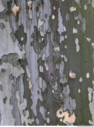 Tree Bark